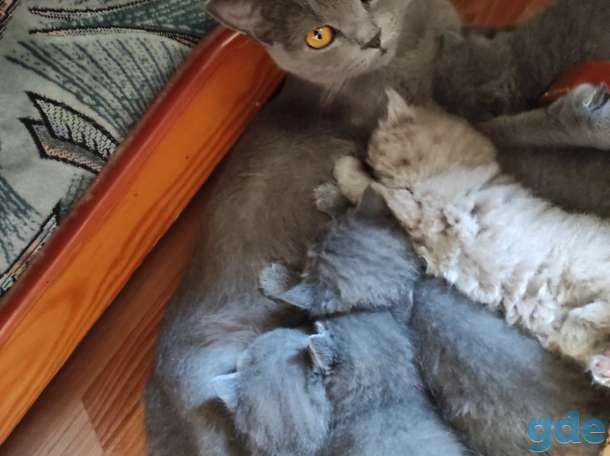 Британские котята, фотография 2