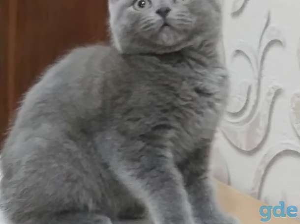 Очаровательный британский котенок  девочка, фотография 2