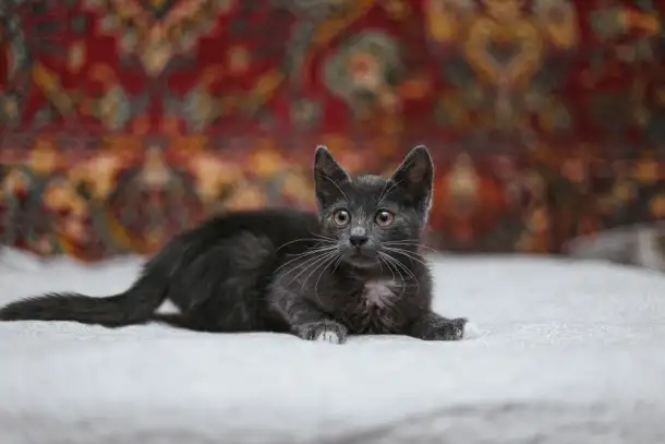 Маленький котенок Фунтик ищет дом!, фотография 3