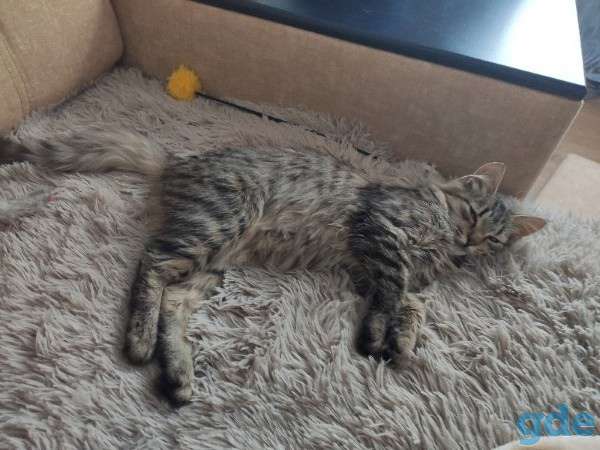 Котик ищет дом, фотография 1