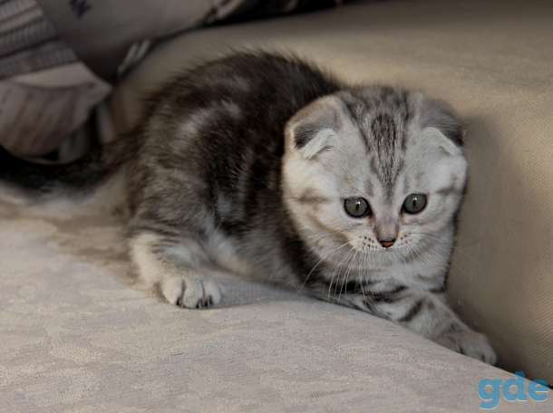Британские короткошерстные котята, фотография 5