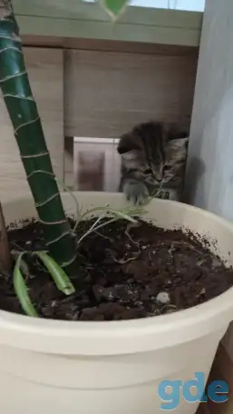 Котята британцы, фотография 5