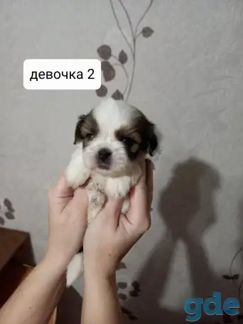 Продаются щенки ши тцу, фотография 6