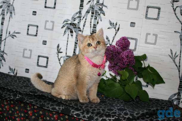 котята британские, фотография 5