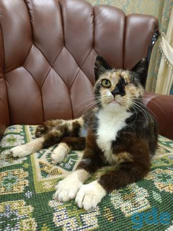 Кошка в дар, фотография 5