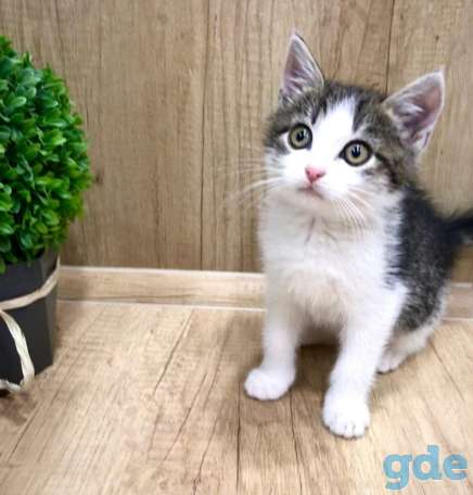 Котенок ищет дом, фотография 1