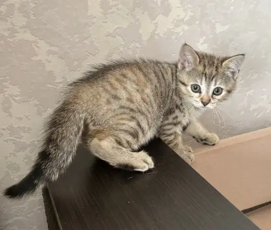 Шотландские котята, фотография 3