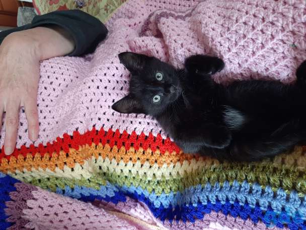 Котёнок в дар, фотография 3
