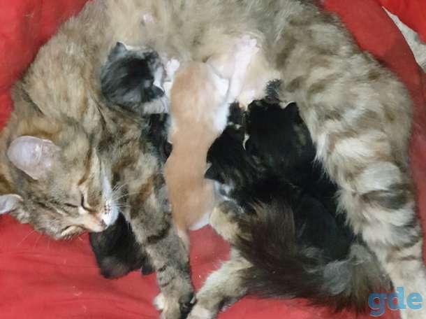 Кото семья ищет спасительную передержку до пристройства, фотография 1