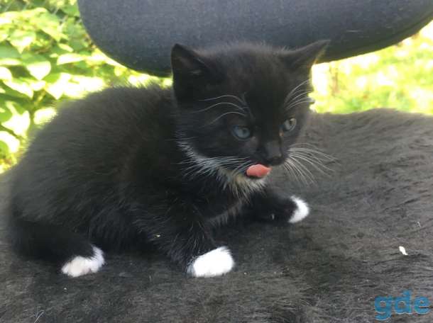 котята в дар, фотография 4