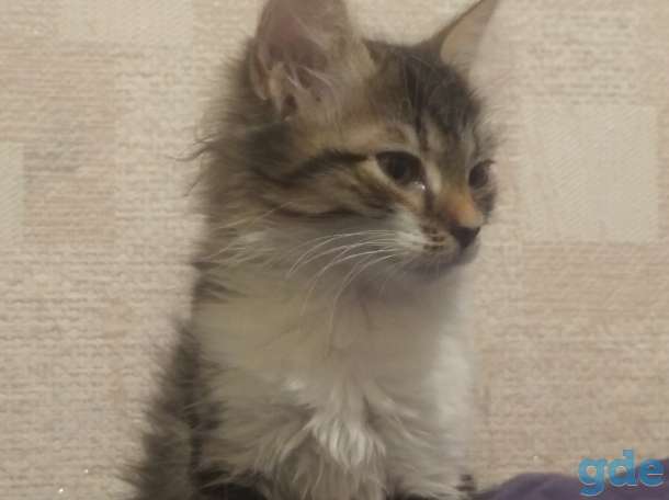 Котята 2.5 месяца, фотография 1