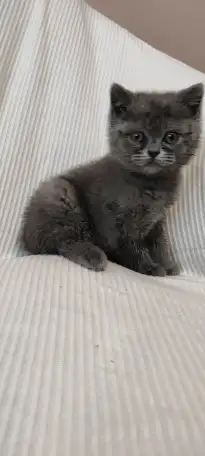Продаю шотландских котят, фотография 1