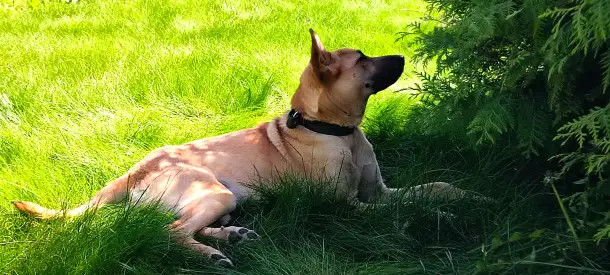 Собака, фотография 2
