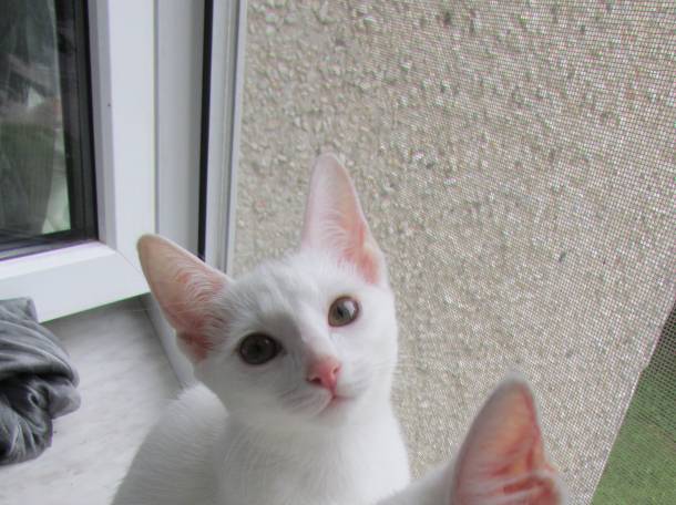 Отдам котят в хорошие руки, фотография 1