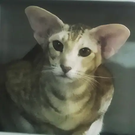 Ориентальные коты, фотография 3