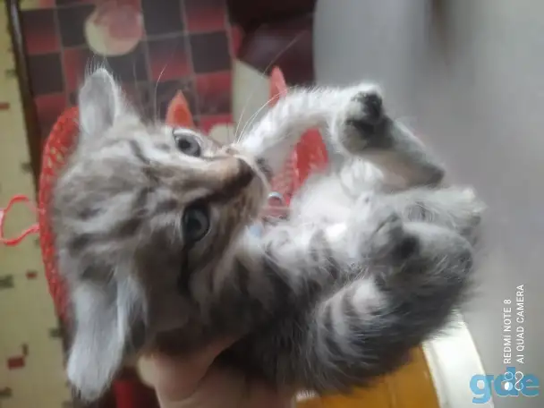 Отдам котят в добрые руки, фотография 2