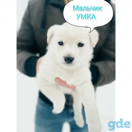 Щенки в добрые руки, фотография 1