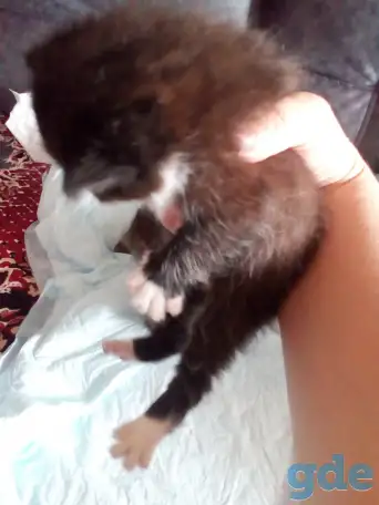 Маленькие котята ищут дом, фотография 3