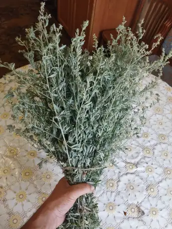 Веники для бани и сауны сушка в тени обсолютно зелёные, фотография 2