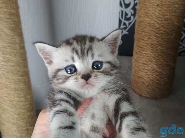 Шотландские котята, фотография 1