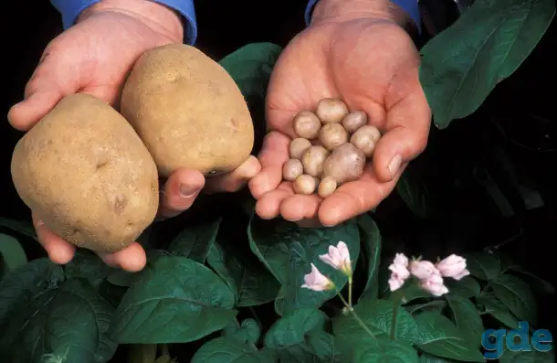 продам овощи, фотография 1