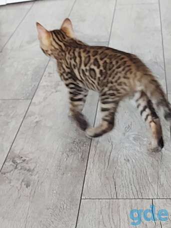 Бенгальские кошечки, фотография 2