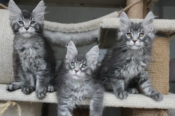 Котята мейн кун ждут Вас!, фотография 7
