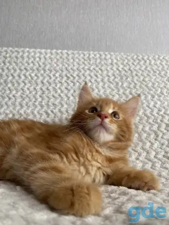 Котенок мейн кун, фотография 2