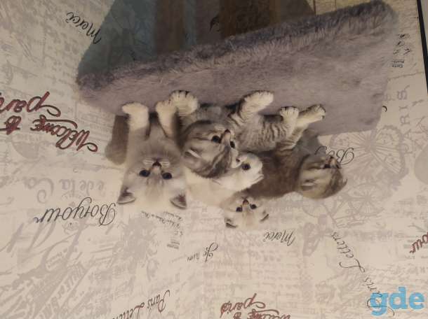 Шотландские котята, фотография 6