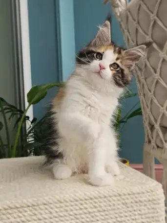 Котенок мейн кун из питомника, фотография 5