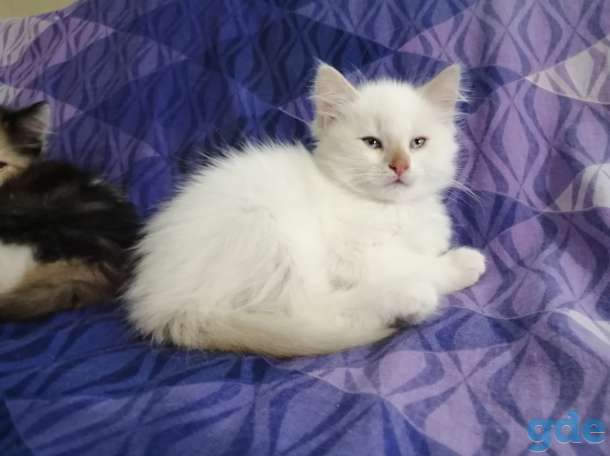 Котята в дар, фотография 1