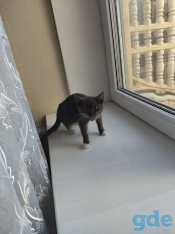 Котенок ищет дом или передержку срочно, фотография 2