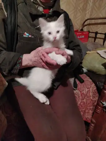 Отдам котят, фотография 3