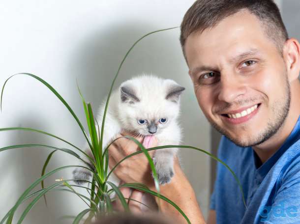 Британские котята СКИДКА 60% (питомник), фотография 1