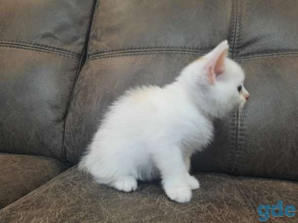 Котята, фотография 3