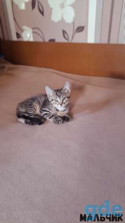 Котята в дар, фотография 2