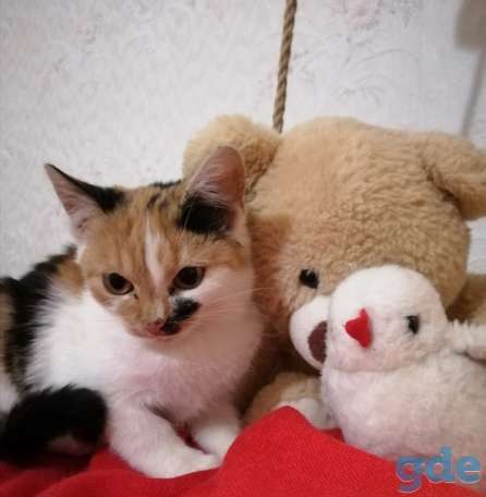 Котенок ищет дом, фотография 2