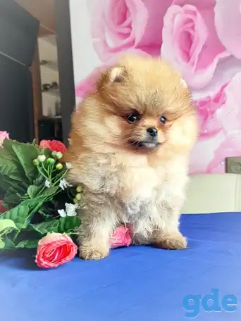 Померанкий шпиц, щенки, мальчики и девочка, фотография 3