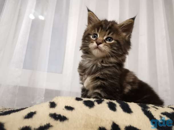 Котята мейн-кун, фотография 6