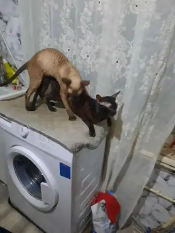 Мой  Котик пригласит Невесту на Вязку, фотография 1