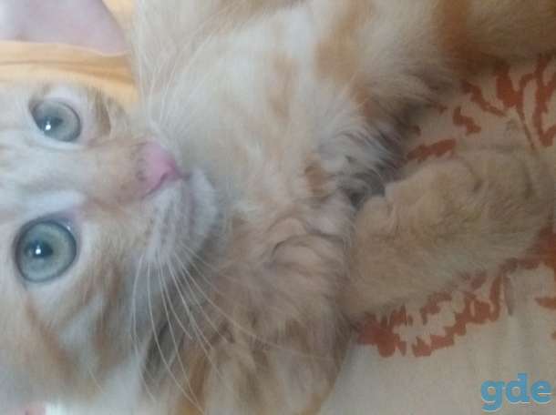 Котята, фотография 1