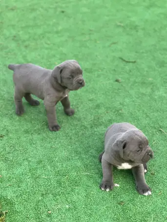 Щенки Кане Корсо, фотография 1