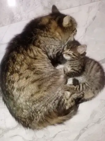 Красивая кошечка, фотография 8