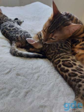 Бенгальские кошечки, фотография 5