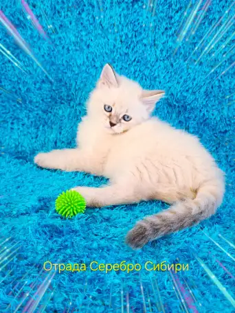 невские маскарадные котята-резерв, фотография 4