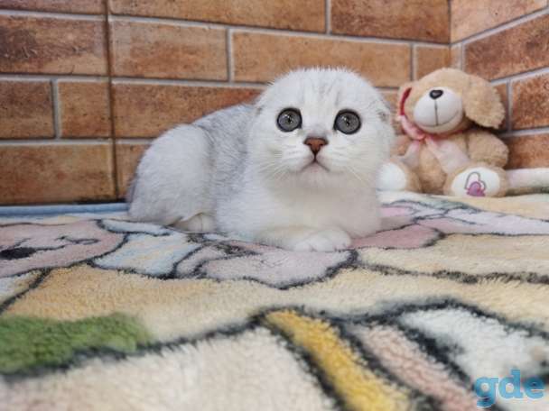Шотландский котенок, фотография 4