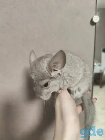 шиншилленок.шиншилла, фотография 2
