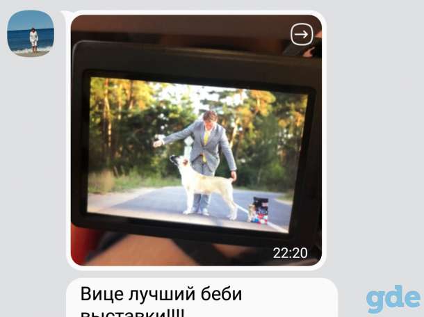 Среднеазиатская овчарка, фотография 4
