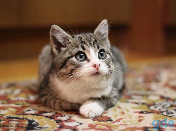 Котенок в дар, фотография 3