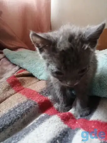 Котята, фотография 3